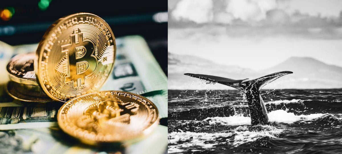 Bitcoin Whales Keep Buying As Retail Steps Back