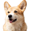 BNBDOG