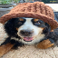 DOGSWAG