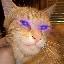 GCAT
