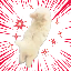 SPEED