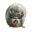 NIKEPIG