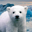 KNUT